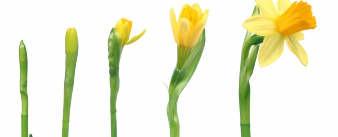 Daffodils growth phases