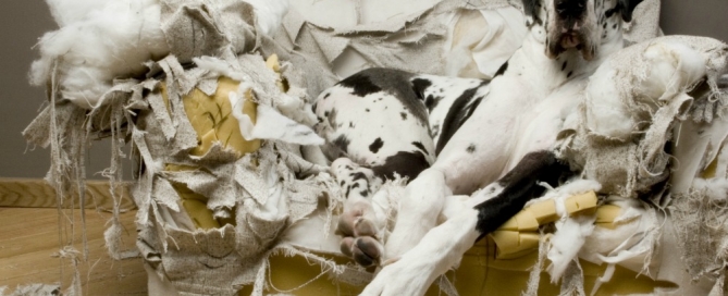 dog laying on a couch it has ruined.